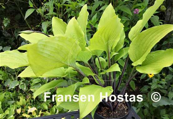 Hosta Chris' Admin